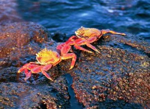 image of beautiful galapagos crabs